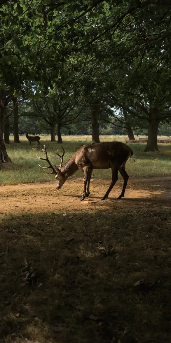 Spotted Deer