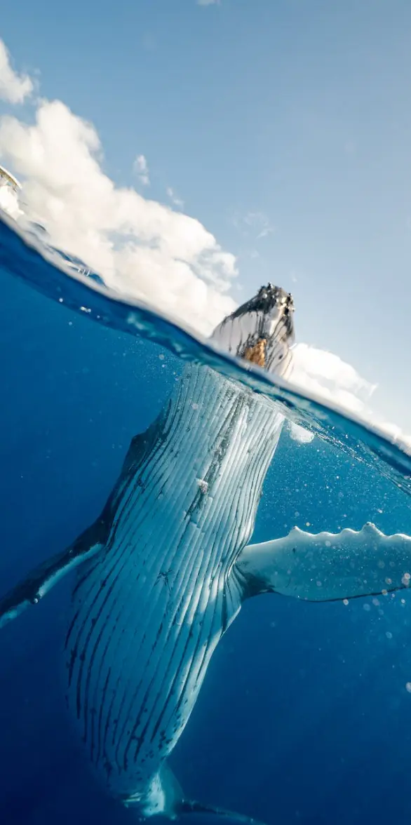 Humpback Whale